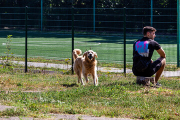 Golden Retriever dog runs across stadium to owner, warm day, thick fur, hanging ears, energetic, friendly, active lifestyle, view straight, pet, full face, funny face, horizontal photo, family © Наталія Богодіца