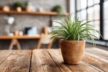 Indoor office space with a vibrant spider plant in a terracotta pot on wooden desk, providing natural decor and promoting a calming workspace ambiance.