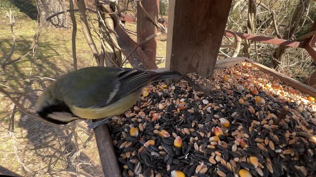 Great tit (Parus major) at a bird feeder in a spring garden