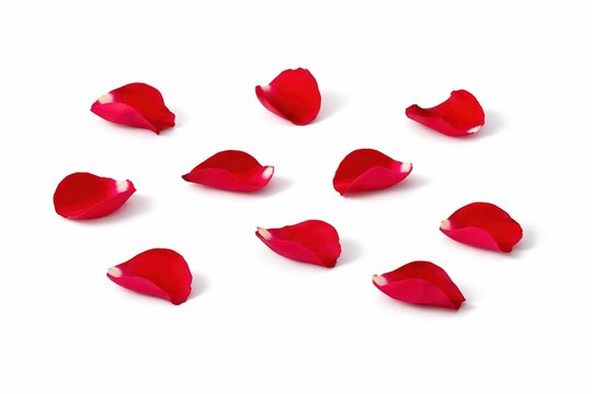 Verstreute rote Rosenbl&auml;tter auf wei&szlig;em Hintergrund als romantisches florales Stillleben.zum Valentinstag, Muttertag, Geburtstag.