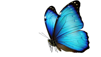 Isolated Morpho butterfly, blue iridescent wings, tropical insect, side view, close-up © Michal