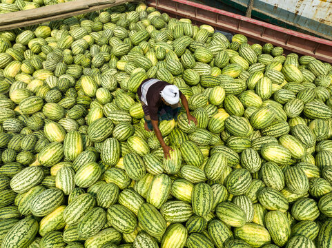 Dhaka, Bangladesh - 23 March 2025: Aerial view of a person amidst a vibrant sea of yellowish green melons, their striped skins contrasting with the worker's dark attire.