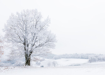 Fototapeta premium The tree covered with hoarfrost in a fog