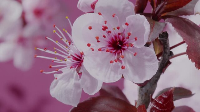Spring flowers. Plum flowers  or apricot flowers on branch blossom on a pink background. Time lapse video.