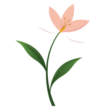 vector illustration of an abstract zephyranthes robusta flower