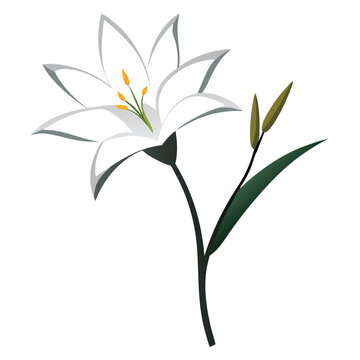 zephyranthes candida flower flower isolated on white background