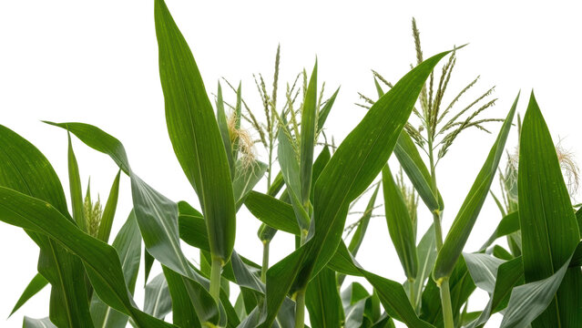 Isolated green corn plant stalks, leaves, tassels, silks&mdash;cultivated crop on field edge