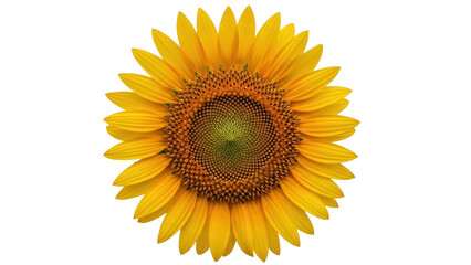 Fototapeta premium Isolated single sunflower bloom, yellow petals and patterned center, natural floral beauty