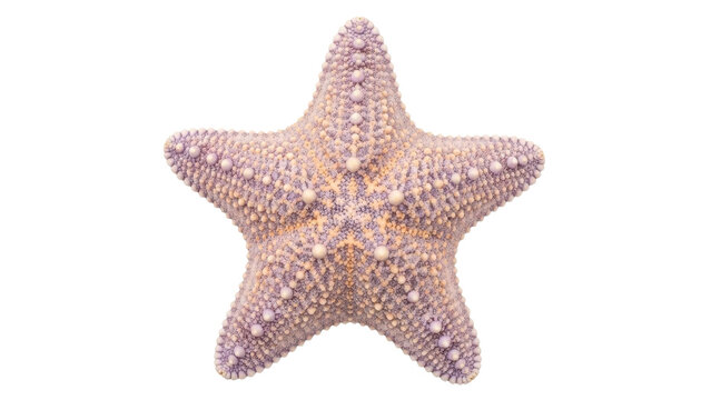 Isolated starfish on neutral backdrop, sea creature with five arms covered in tubercles