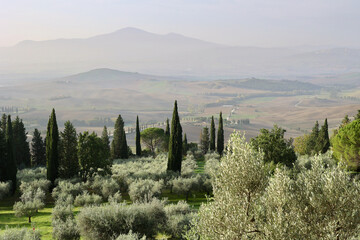 Obraz premium Autumn Morning Over Olive Groves Near Pienza, Tuscany, Italy