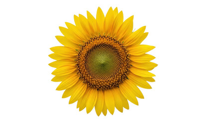Obraz premium Isolated sunflower blossom, close up of a beautiful yellow flower, sunny color, summer vibe