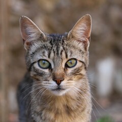 retrato de gato, animal, gato, retrato, ojos, felino © JosMencey
