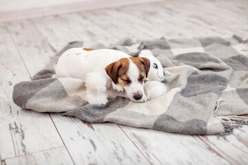 Cute jack russell Puppy Sleeps on blanket at home and hugs toy bear, Dog sleeping at cozy living...