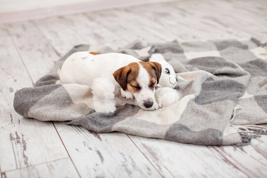 Cute jack russell Puppy Sleeps on blanket at home and hugs toy bear, Dog sleeping at cozy living room