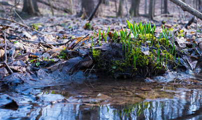 Pierwsze wiosenne liście  czosnku niedżwiedziego na podmokłej leśnej wiosennej  dolinie © kubikactive
