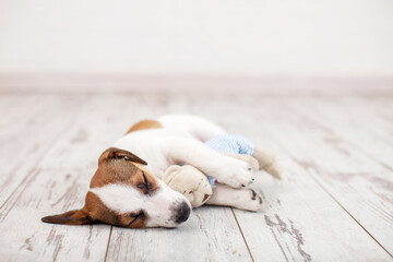 Dog sleeping on the warm wooden floor of the house, puppy is resting in an embrace with a toy, copy...