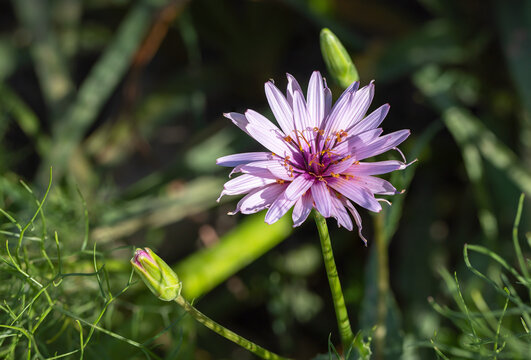 Heart of a purple common salsify