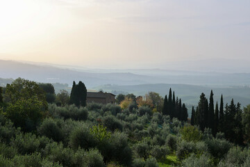 Obraz premium Autumn Sunrise Over Olive Grove Near Pienza, Tuscany, Italy