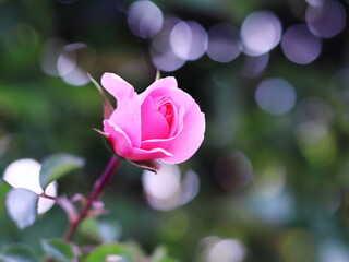 輝く緑と美しいピンクのバラの花