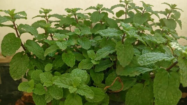 Mint leaves swinging due to wind on Potted plant at balcony garden. day time, close up shot, stable shot, handheld shot, 4k.