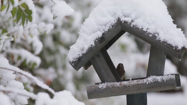 House sparrows on a garden bird feeder on the midst of a winter snow storm, before flying off, static, slow motion
