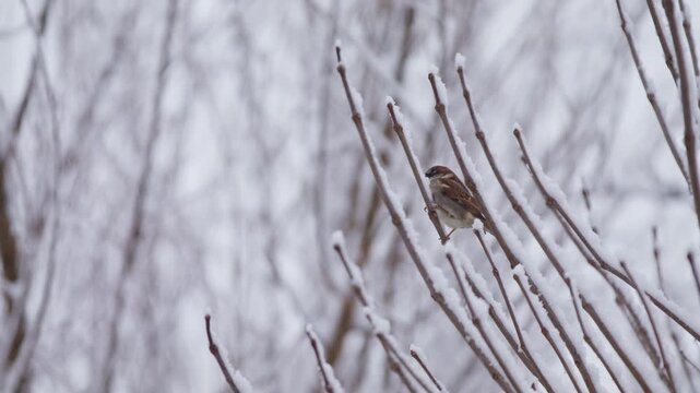 House sparrow stands on the twig of a bush in the middle of a snow storm with snow covered branches, static shot, slow motion