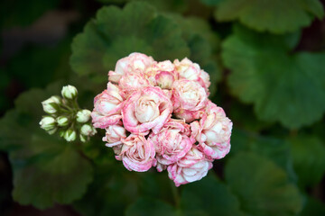 Pink Pelargonium rosebud blossoms and buds close up surrounded by green leaves. Floral background for springtime, gardening, delicate nature design, Mothers Day card