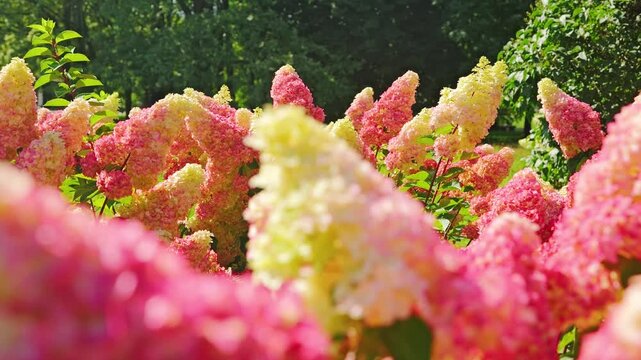 Soft pink and cream hydrangeas glowing in bright summer garden