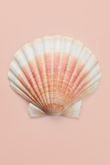 Shell, sea scallop shell in pastel background. Aquatic wildlife animal, seashell. Mollusk, marine bivalve molluscs. One scallop sea shell, gourmet food, Pectinidae. Vertical Art design, decor  © Subbotina Anna