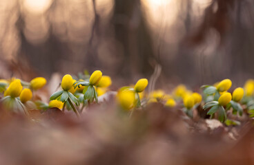 Ranniki zimowe (Eranthis hyemalis) kwitnące w lesie na tle suchych liści, zwiastuny wiosny  © mycatherina