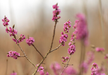 Wawrzynek wilczełyko (Daphne mezereum) kwitnący na przedwiośniu, różowe kwiaty na gałązce. © mycatherina