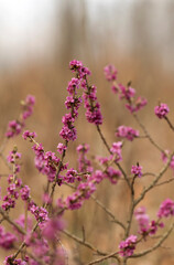 Wawrzynek wilczełyko (Daphne mezereum) kwitnący na przedwiośniu, różowe kwiaty na gałązce. © mycatherina