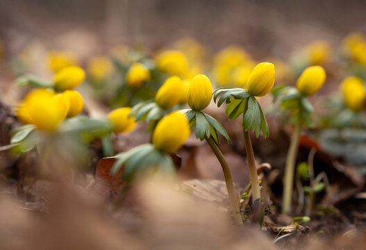 Ranniki zimowe (Eranthis hyemalis) kwitnące w lesie na tle suchych liści, zwiastuny wiosny	