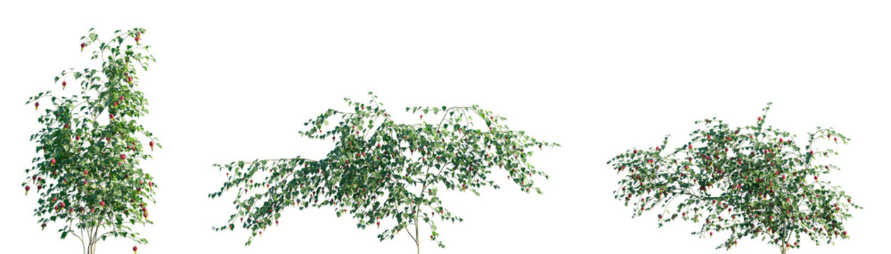 Set of Abutilon megapotamicum (trailing abutilon or Brazilian bell-flower) blossoming frontal isolated png on a transparent background perfectly cutout