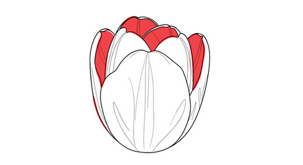 White Tulip with Red Petals Illustration.