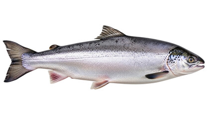 Obraz premium Isolated freshwater Salmon, anadromous fish, game fish with pink flesh popular for eating