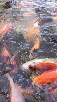 Hungry Koi Fish Feeding Frenzy In Garden Pond