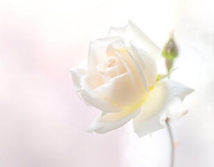 Fototapeta premium Close-up of a delicate, creamy white rose in bloom, bud nearby
