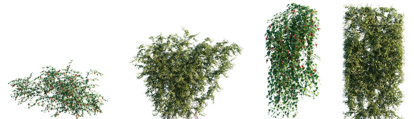 Set of Abutilon megapotamicum and Lonicera japonica blossoming frontal isolated png on a transparent background perfectly cutout © Viktoria