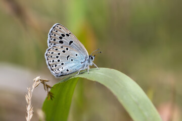 Large Blue Butterfly (Maculinea arion) © Karmena 