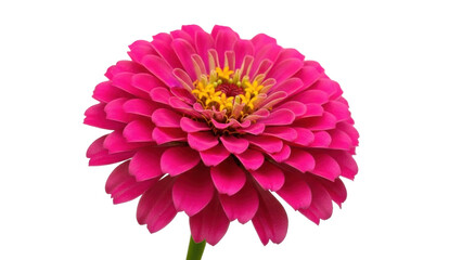 Isolated pink zinnia bloom on a stem, vibrant color, close-up, beautiful, colorful, nature, plant © Pablo