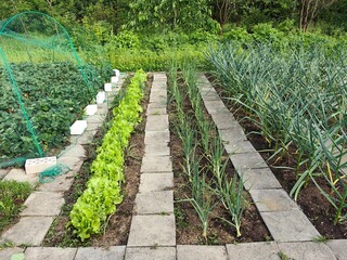 A vegetable garden with raised beds at the dacha. Lettuce, onions, and garlic in a farmstead setting.