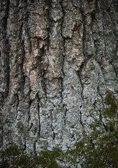 Obraz premium Close-up of texture of old tree bark with deep cracks covered with green moss and lichen. Natural forest background.