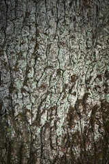 Fototapeta premium Close-up of texture of old tree bark with deep cracks covered with green moss and lichen. Natural forest background.