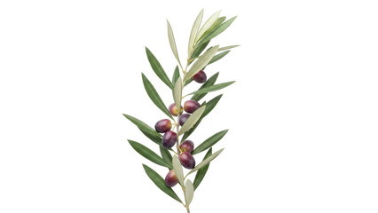Isolated olive branch with ripe fruits, fresh foliage, Mediterranean plant, nature, food © Nuria