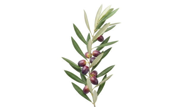 Isolated olive branch with ripe fruits, fresh foliage, Mediterranean plant, nature, food