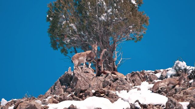Wild Bezoar Ibex Resting on Snowy Rocky Mountain Ridge Under Clear Blue Sky