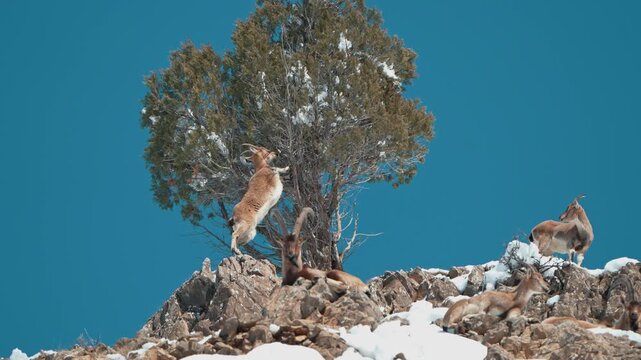 Wild Bezoar Ibex Climbing and Feeding on Tree in Snowy Rocky Mountain Landscape