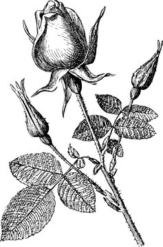 Elegant vintage rose botanical engraving with thorns and buds for retro design projects