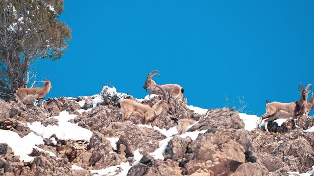 Herd of Wild Bezoar Ibex on Snowy Rocky Mountain Slope Under Clear Blue Sky